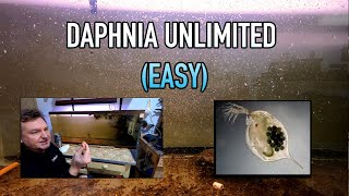 How I Raise Daphnia Water Fleas And You Can Too [upl. by Shandee]