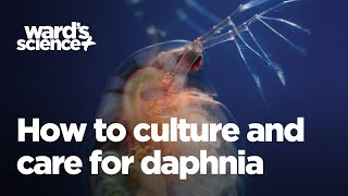 Caring and Culturing for Daphnia [upl. by Specht]