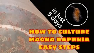 How to Culture Magna Daphnia Easily [upl. by Hege]