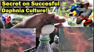 How to Culture Daphnia Successfully [upl. by Klockau]