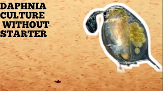 HOW TO CULTURE DAPHNIA NATURALLY WITHOUT A STARTER [upl. by Ahsemed]