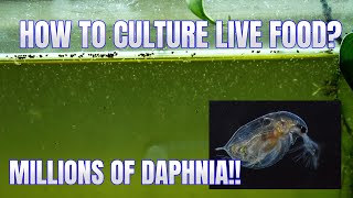 How to Culture Daphnia Secret Method to Breed MILLIONS  Simply Aquatic [upl. by Strohbehn]