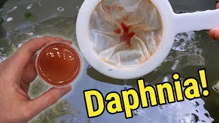 How I Culture Daphnia In Outdoor Tubs [upl. by Denzil]