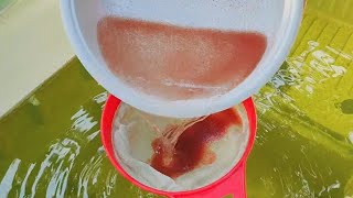 How to culture daphnia  Daphnia culture  How to grow daphnia outdoor [upl. by Ellerehc]