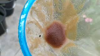 How to culture daphnia moina in a small container Part 1 English Subtitle [upl. by Sandberg]