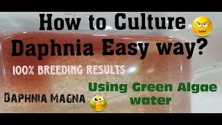 Daphnia MagnaHow to Culture Daphnia Easy wayCulturing Daphnia using Green water Daphnia [upl. by Suiratnod]