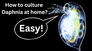 BEST Live Fish Food Beginner guide How to Culture Daphnia at home [upl. by Laroc513]