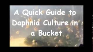 How to culture daphnia outside [upl. by Ylremik]