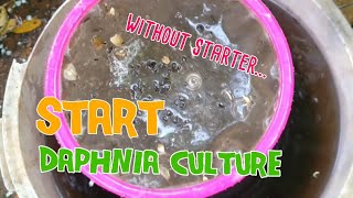 How to culture daphnia moina the easy way 1  Starting the Daphnia culture [upl. by Tekcirc685]