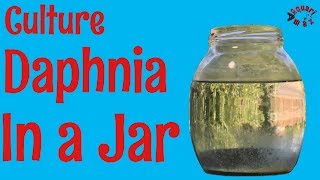 How to Culture Daphnia in a Jar [upl. by Vassaux]