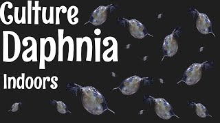 How to Culture Daphnia [upl. by Nipha77]