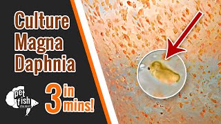 How to culture DAPHNIA MAGNA  The easy way [upl. by Annmaria]