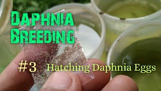 Daphnia Culture made simple and easy 3  Hatching Daphnia eggs [upl. by Madi971]