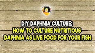 DIY Daphnia Culture How to Culture Nutritious Daphnia as Live Food for Your Fish [upl. by Weintrob]