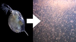 How I Culture Daphnia [upl. by Avraham426]