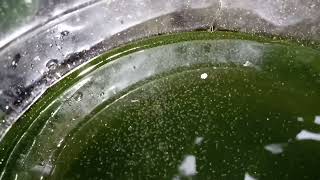 DAPHNIA MOINA CULTURE IN A SMALL BUCKET [upl. by Gnel]