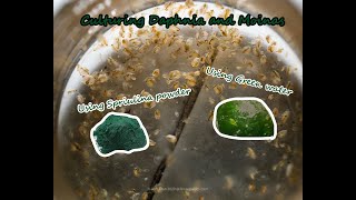 How To Culture Daphnia and Moinas using Green Water Spirulina powder [upl. by Einafit]