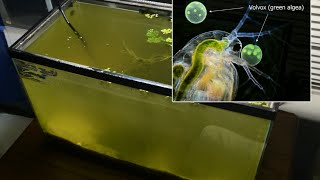 Raising Daphnia for the Freshwater Aquarium [upl. by Rosabella]