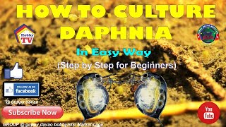 HOW TO CULTURE DAPHNIA In Easy Way [upl. by Kubetz510]